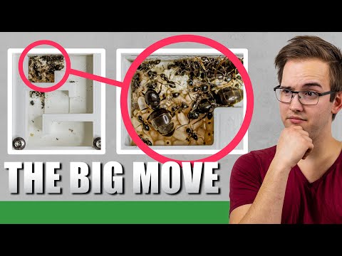 FROM TEST TUBE TO NEST | The 2020 Lasius Niger Experiment Update #6 - Ant Holleufer