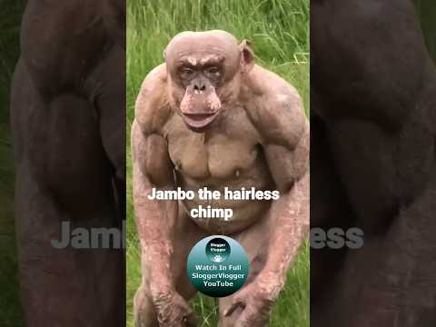 Jambo the hairless chimp #shorts #HairlessChimp